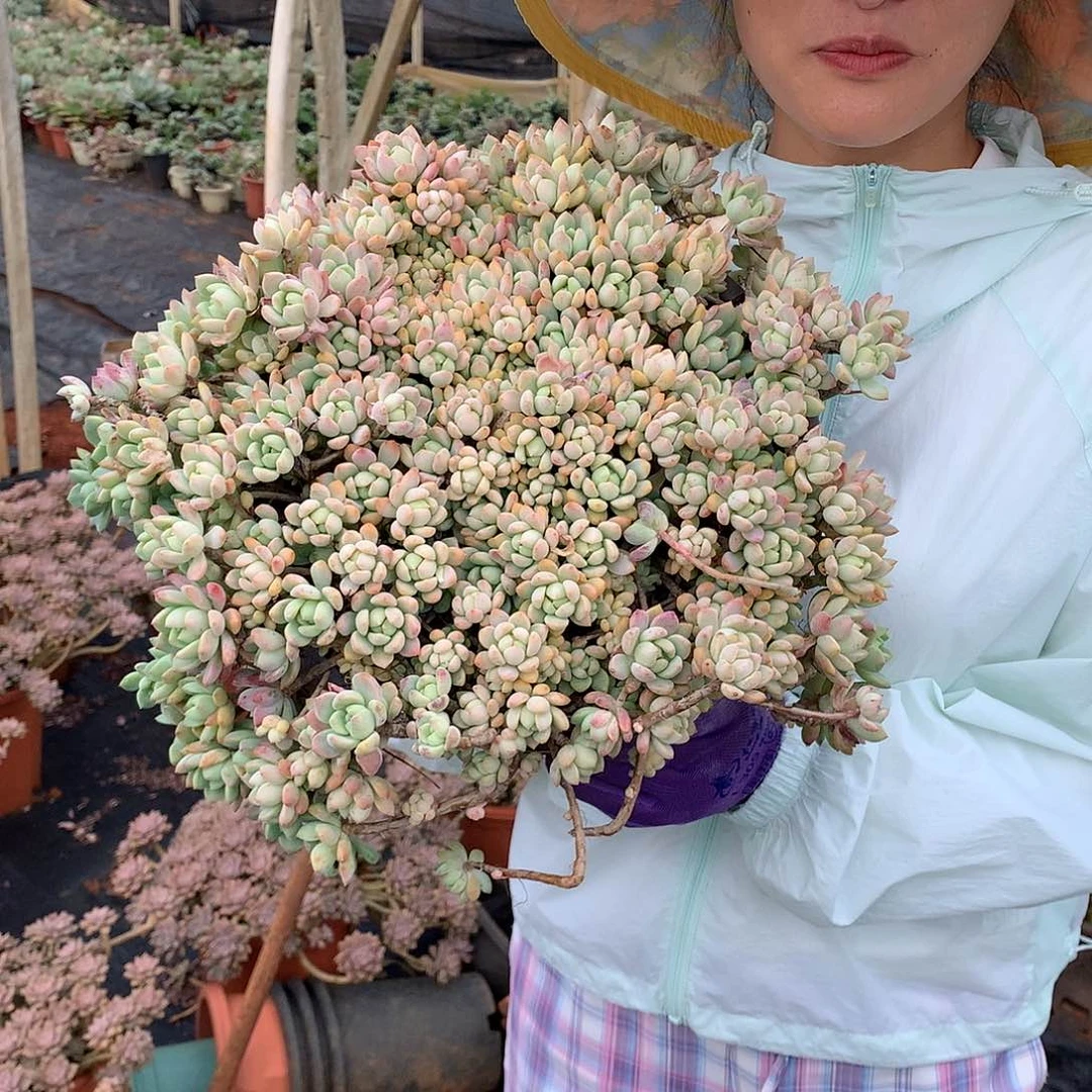 胖哥多肉推荐桃酥28.8