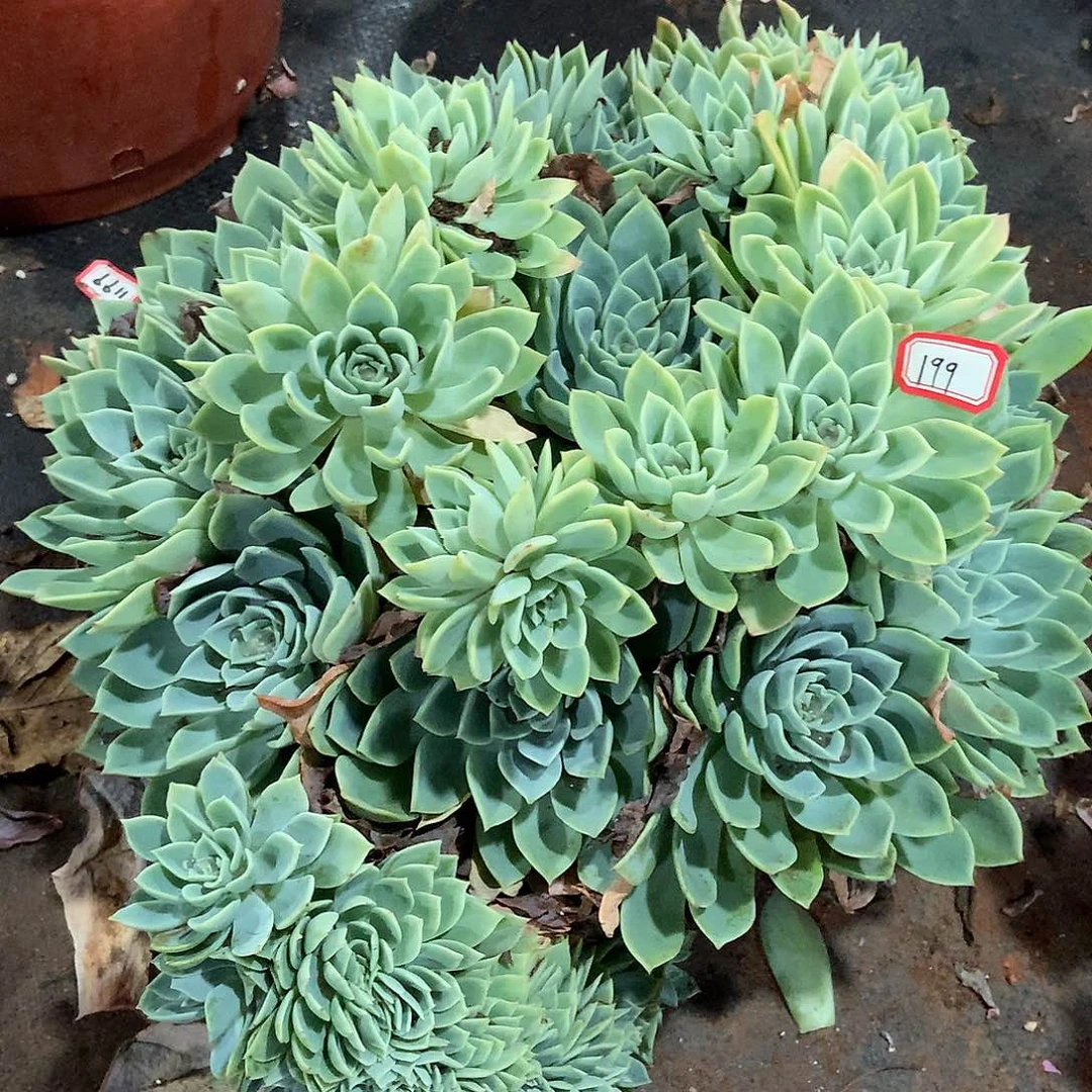 199三色堇 一物一拍多肉