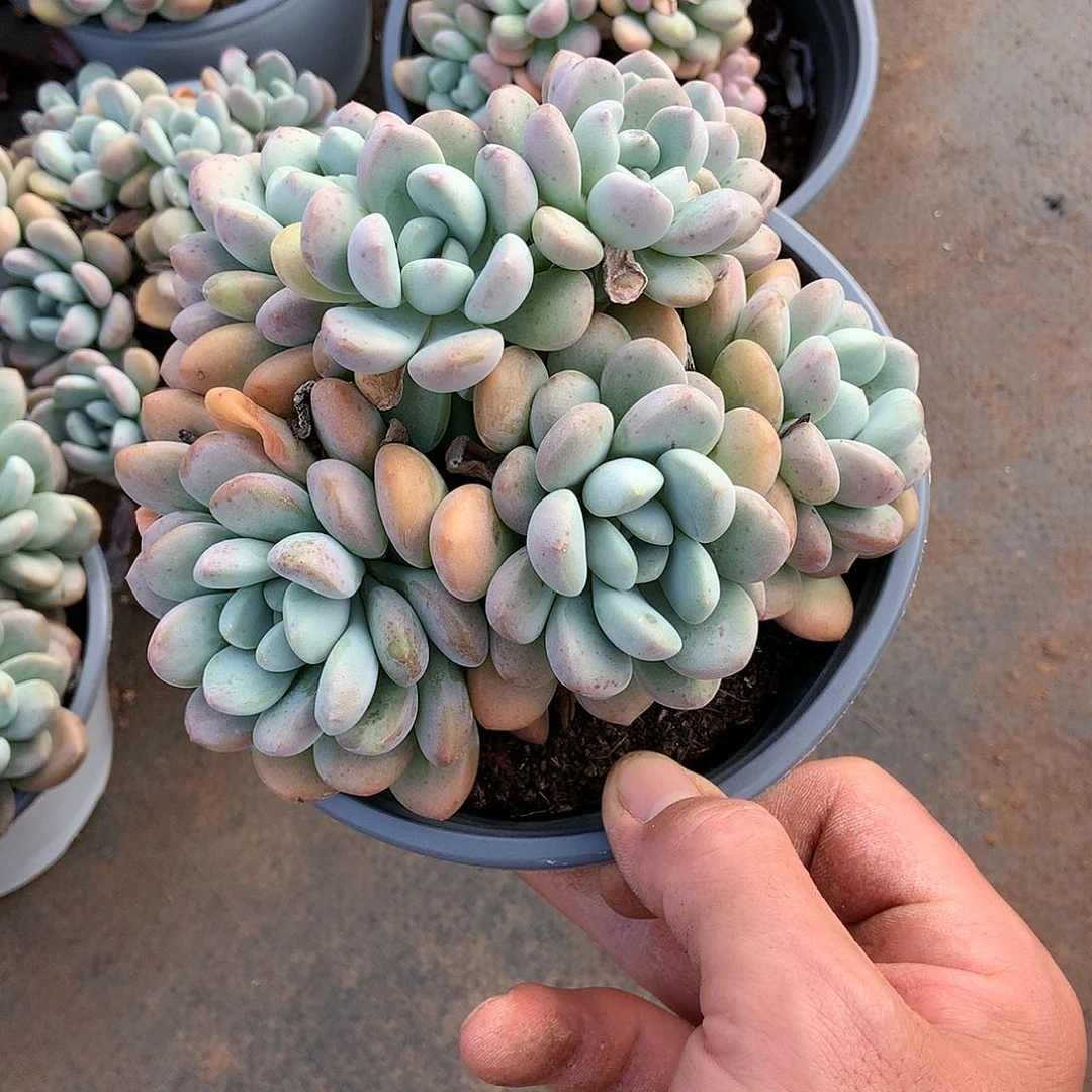 白鹭18.8 胖哥多肉推荐