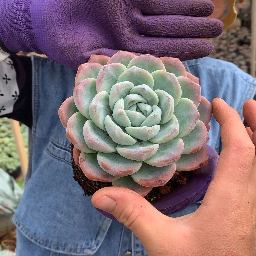 冰玉单头9.9 胖哥多肉推荐