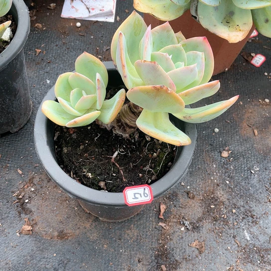 516白凤 一物一拍多肉