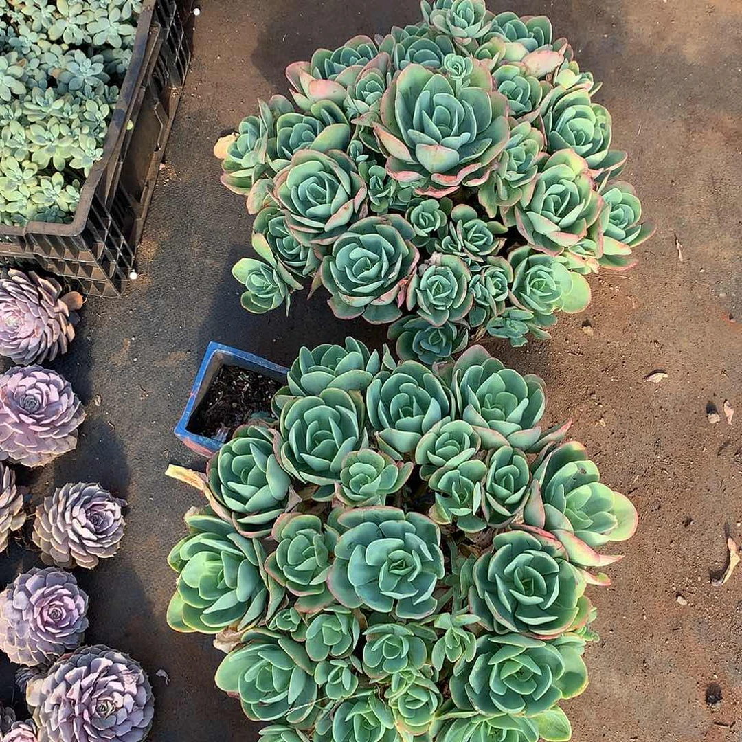 胖哥多肉推荐骑兵68