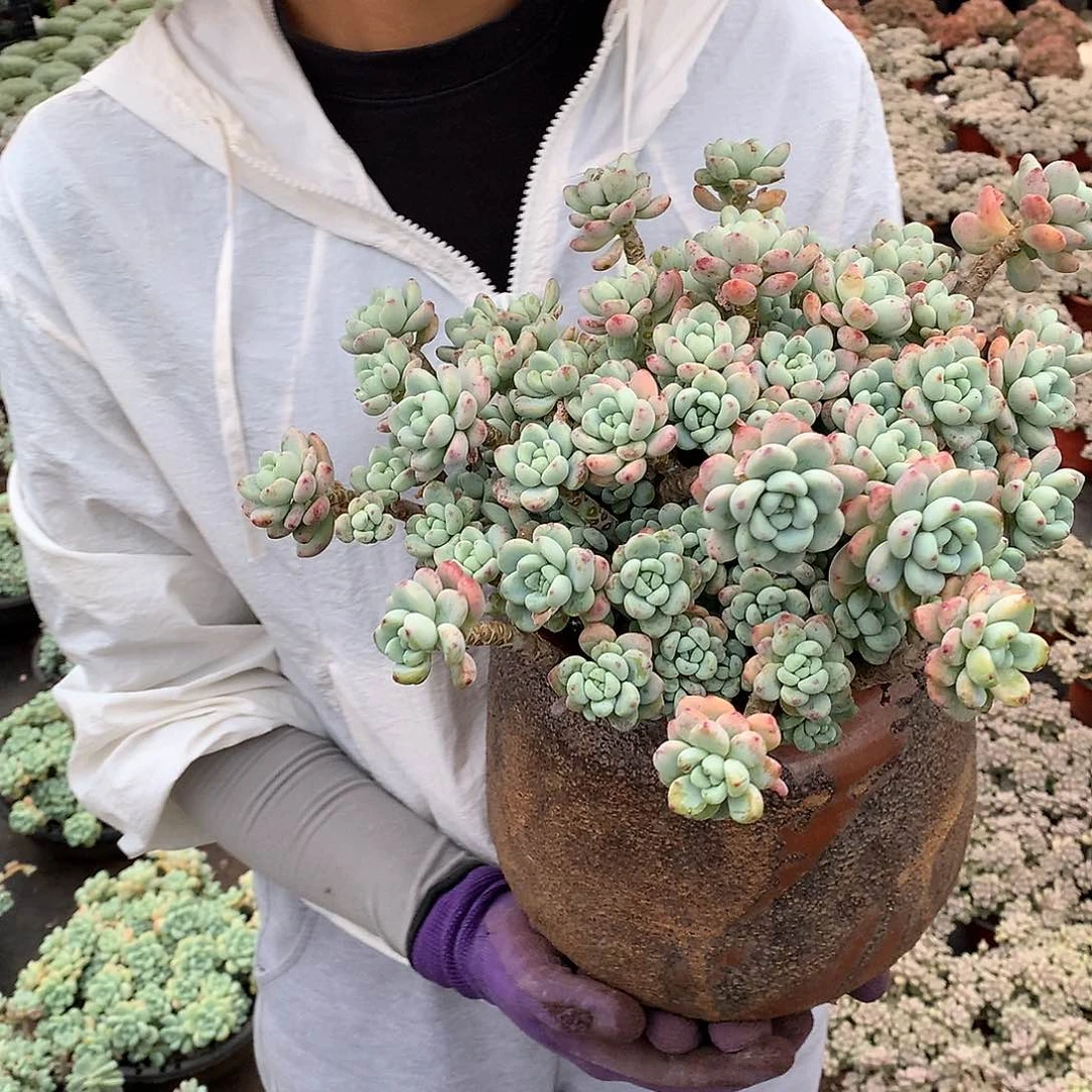 胖哥多肉推荐22.8劳尔