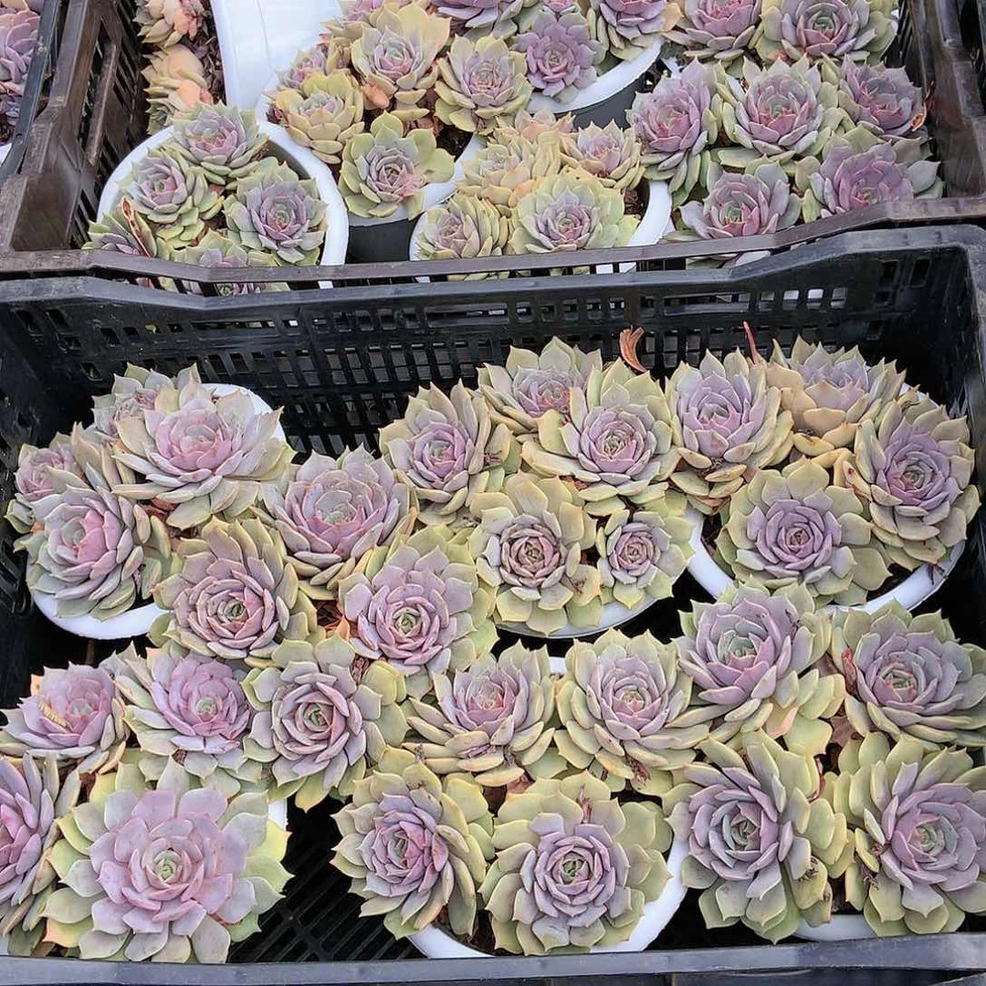 胖哥多肉推荐紫姬12.8