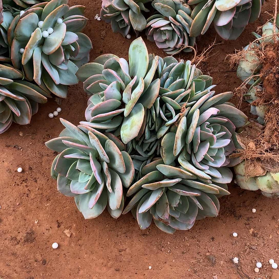 外播多肉白凤29.9