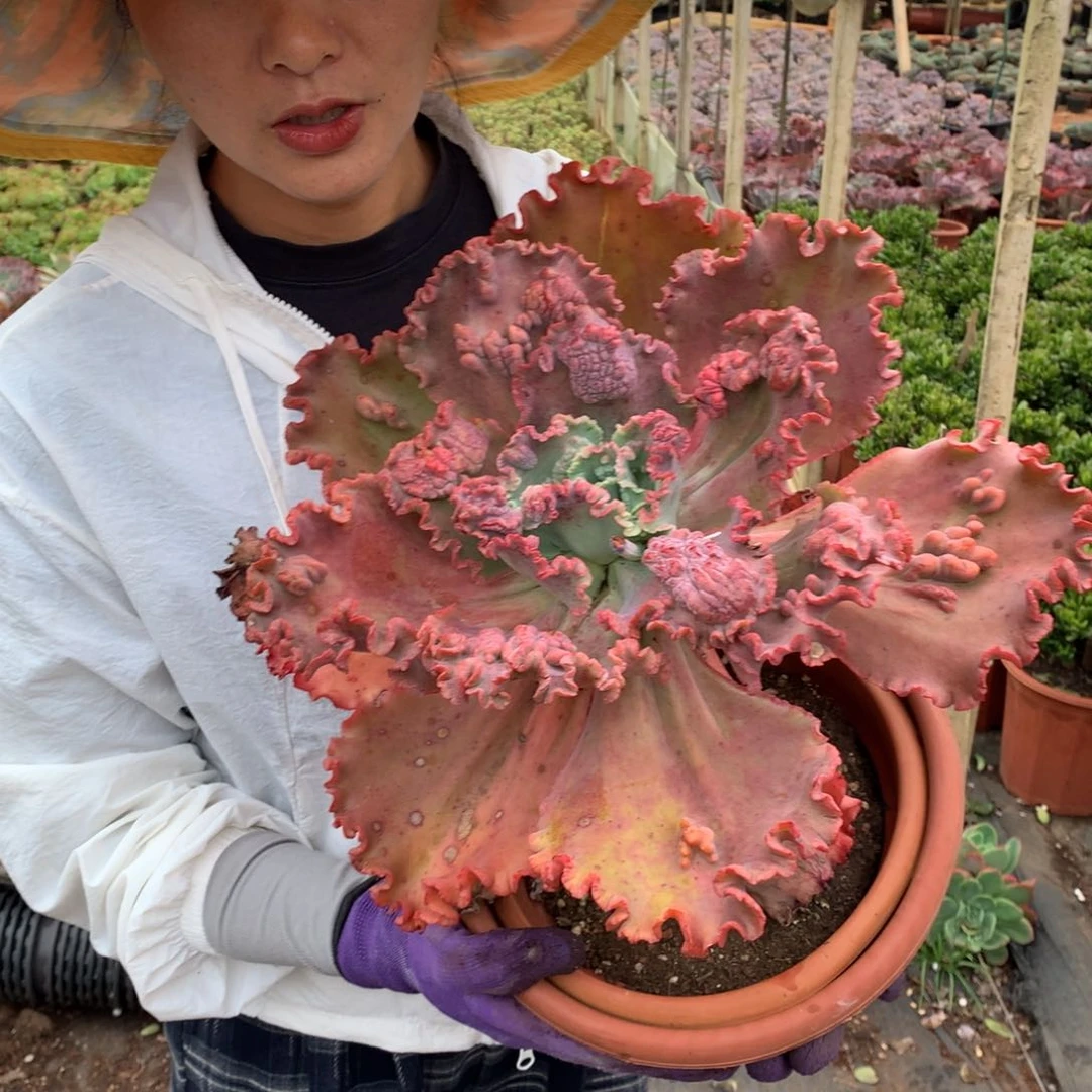 胖哥多肉推荐不知名包菜22.8