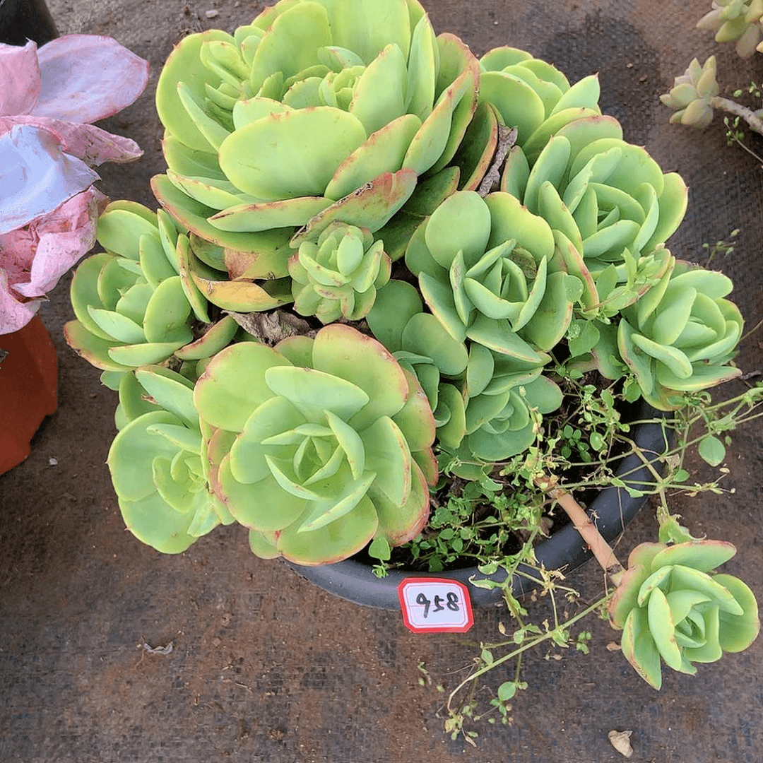 958碧桃一物一拍多肉