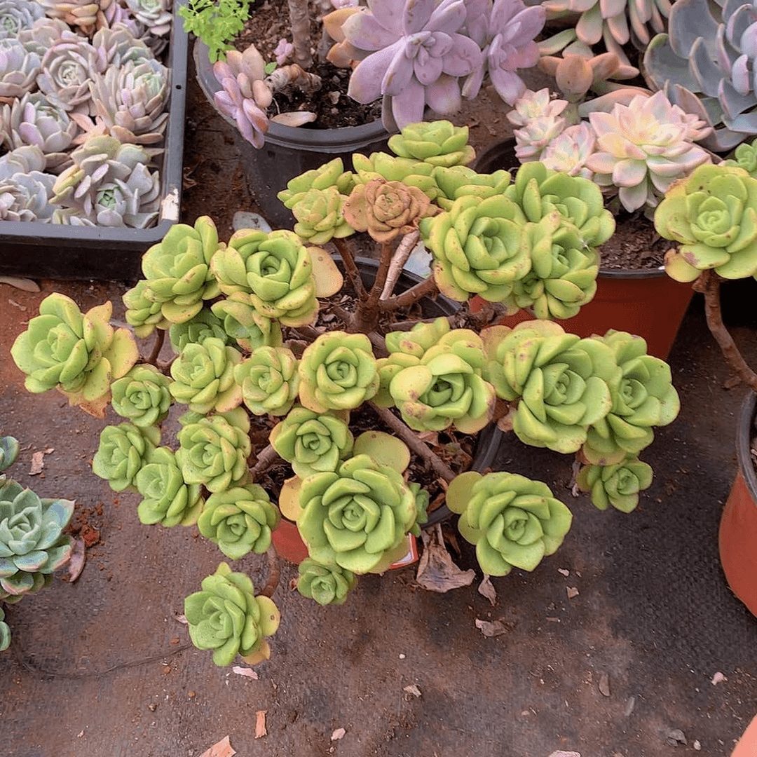 467百合丽丽一物一拍多肉