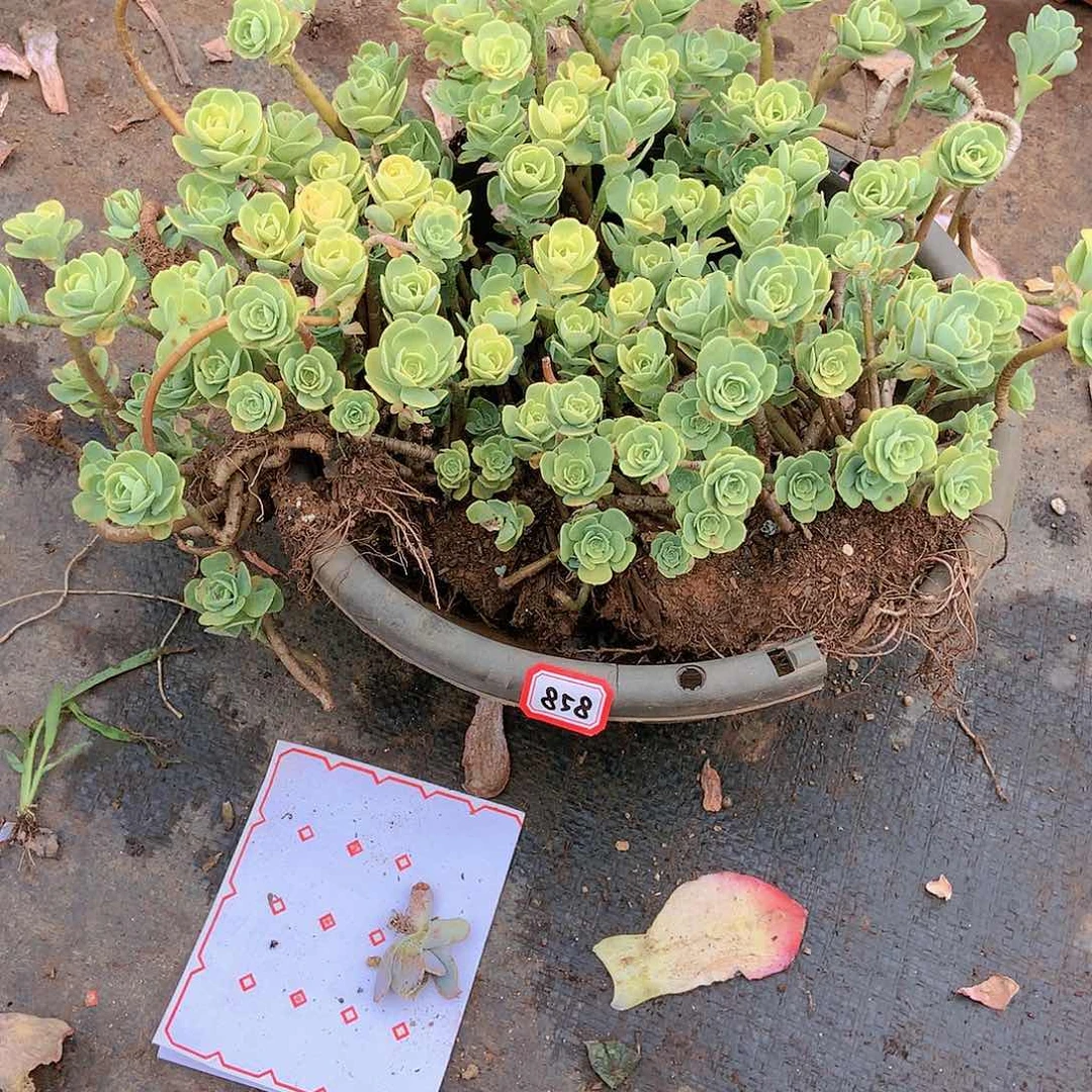 胖哥多肉一物一拍858薄化妆