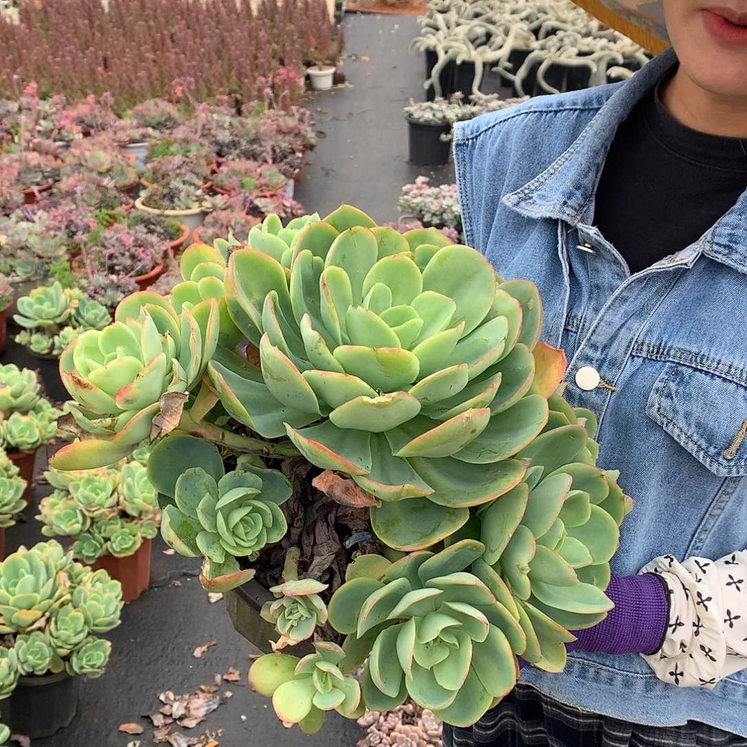 骑兵22.8 胖哥多肉推荐