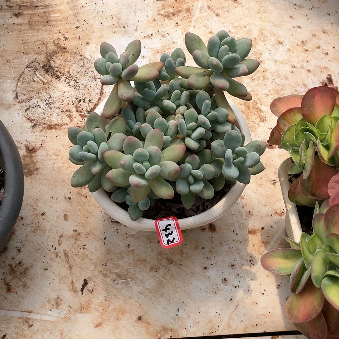 432苹果奶一物一拍多肉