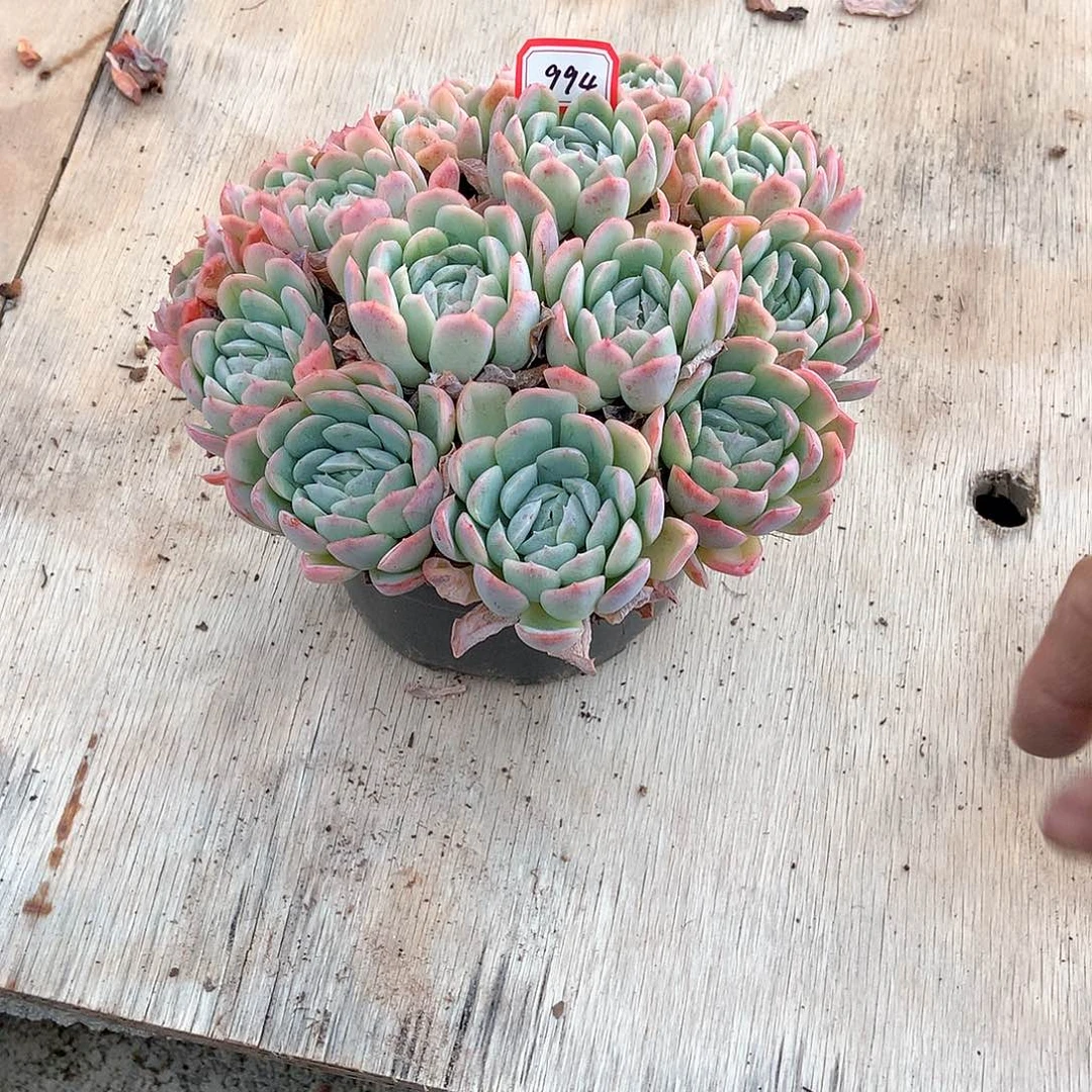 胖哥多肉一物一拍994倍瑞