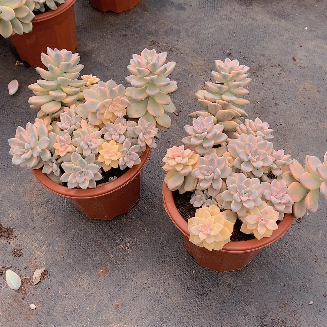 胖哥多肉推荐美杏锦22.8