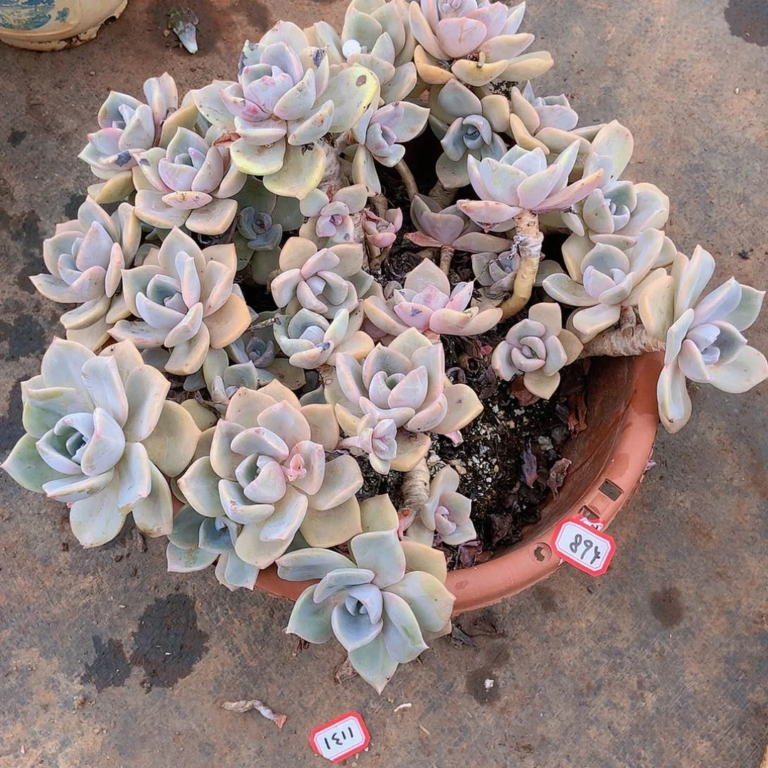 胖哥多肉一物一拍894彩虹糖