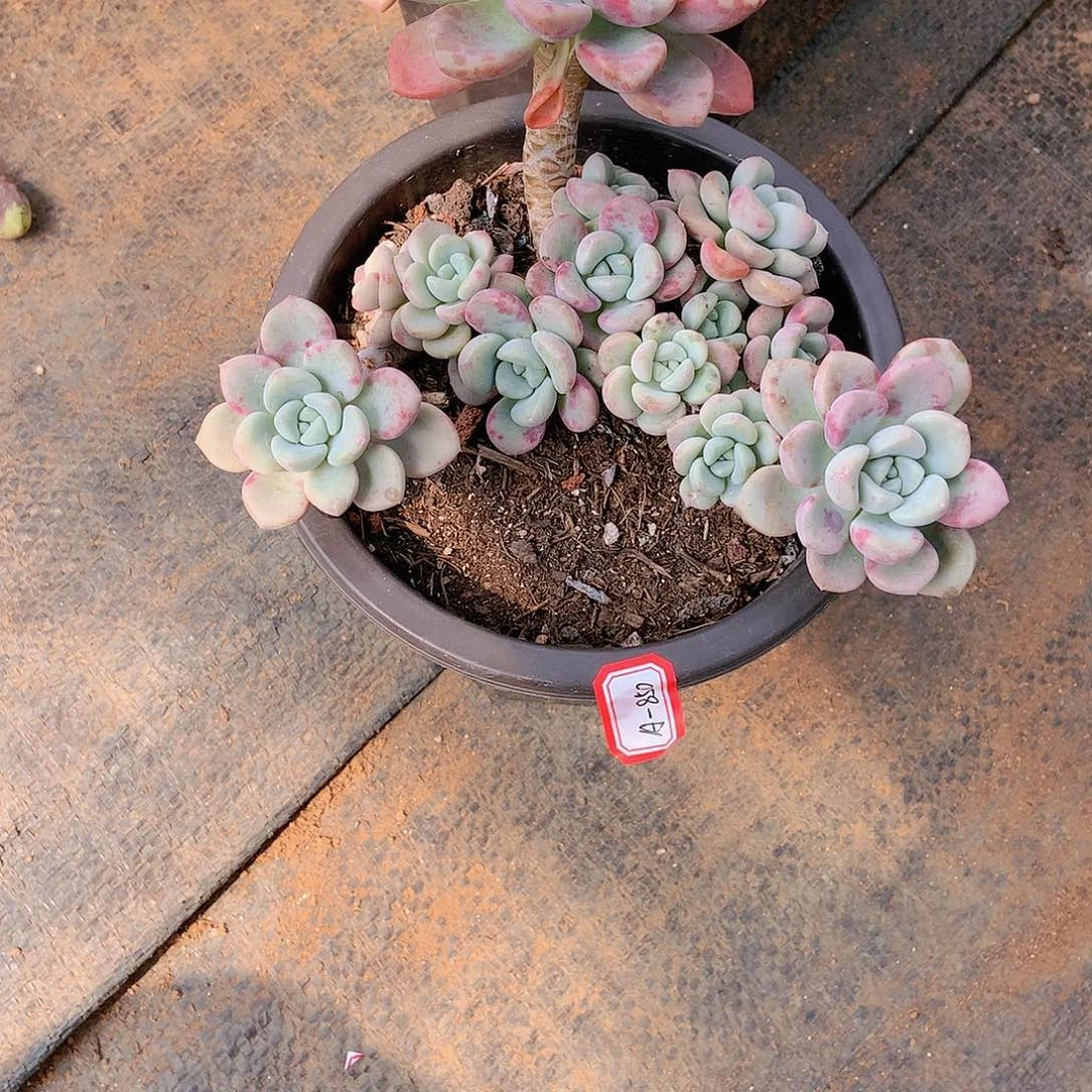 胖哥多肉一物一拍A-850花斑鹿