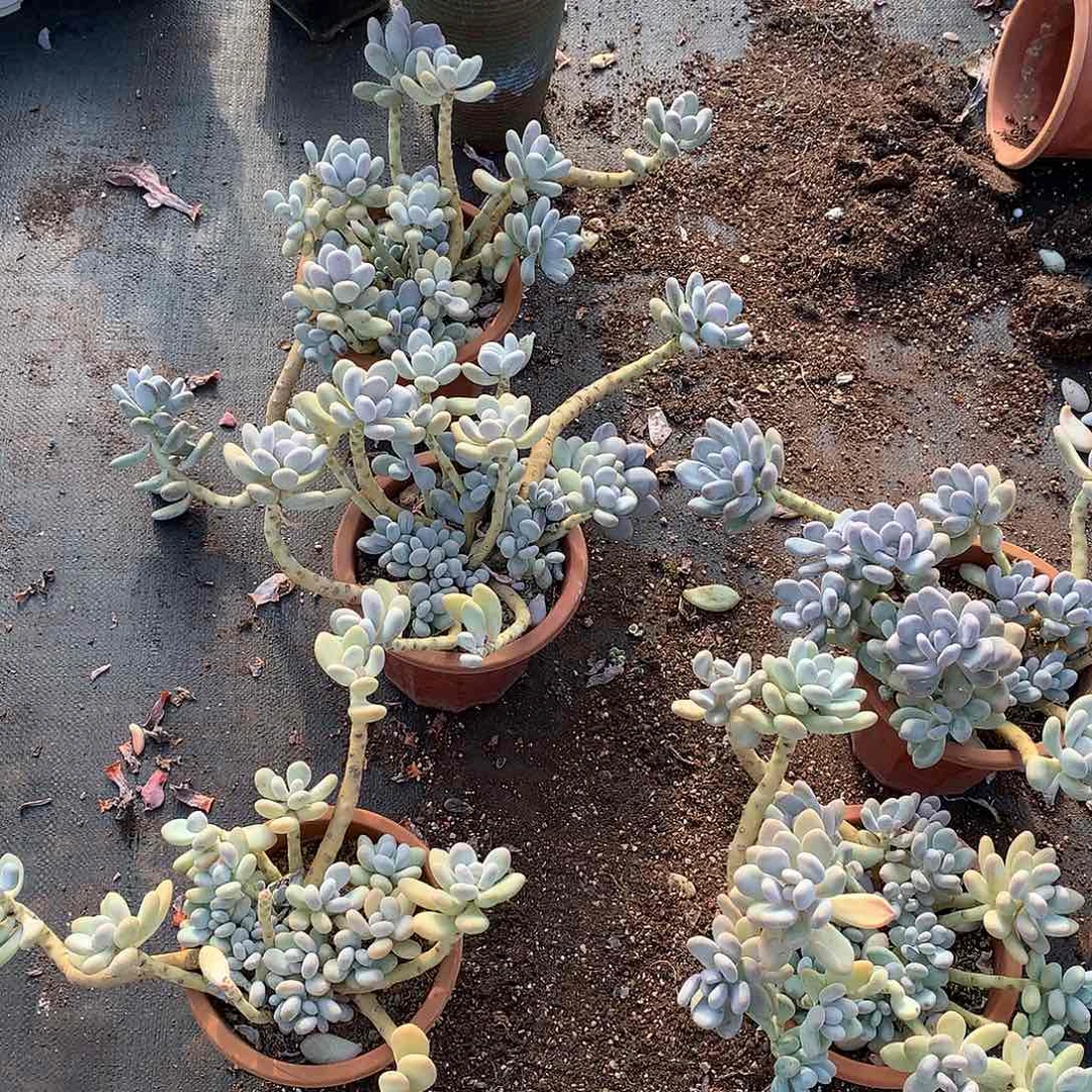 胖哥多肉推荐桃美人19.8