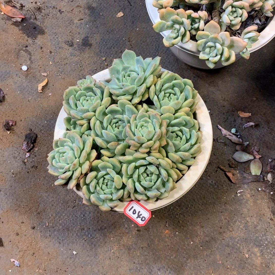 一物一拍多肉 1040霜花