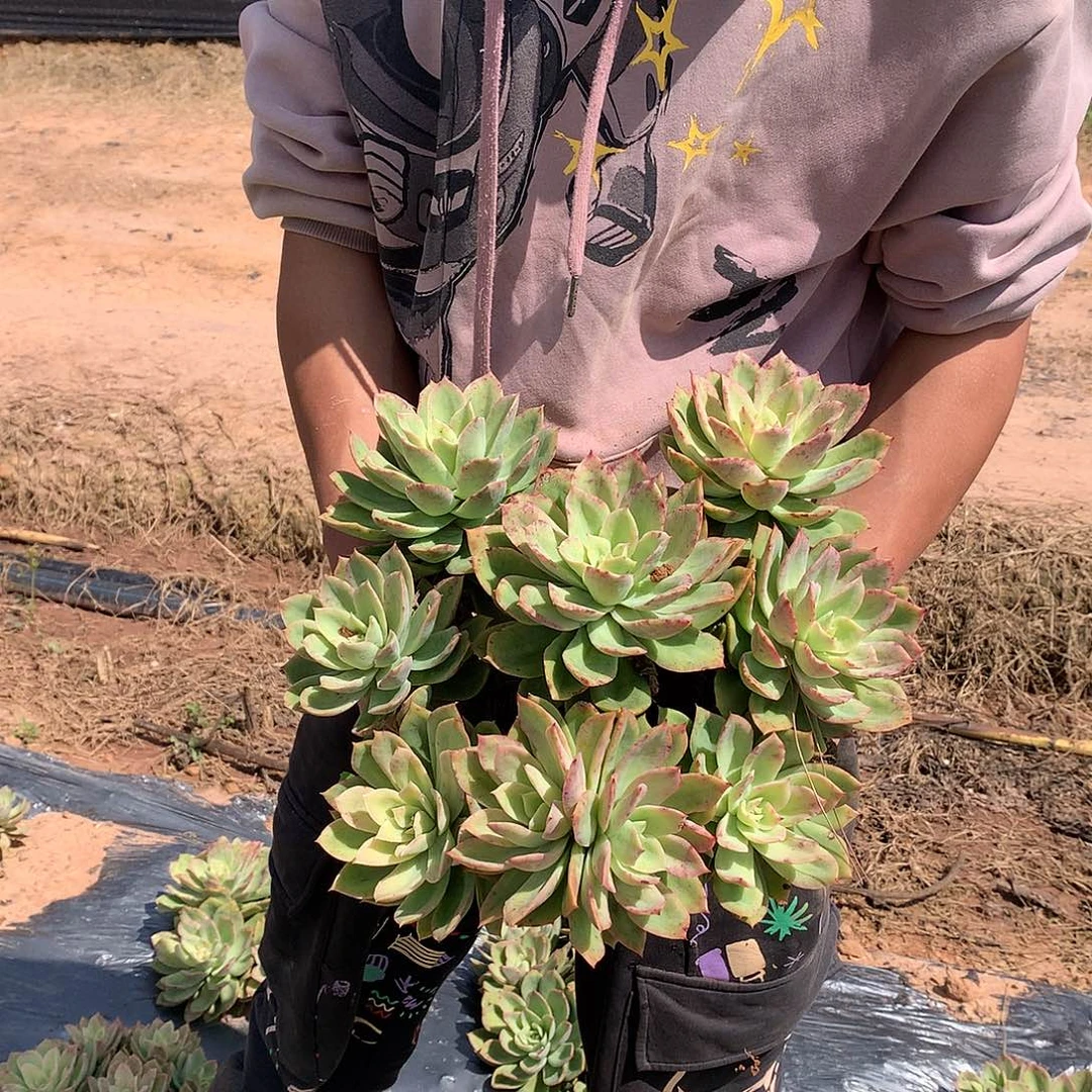 外播地栽多肉乔伊19.8