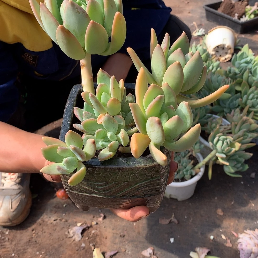 胖哥多肉推荐海洋之歌9.9