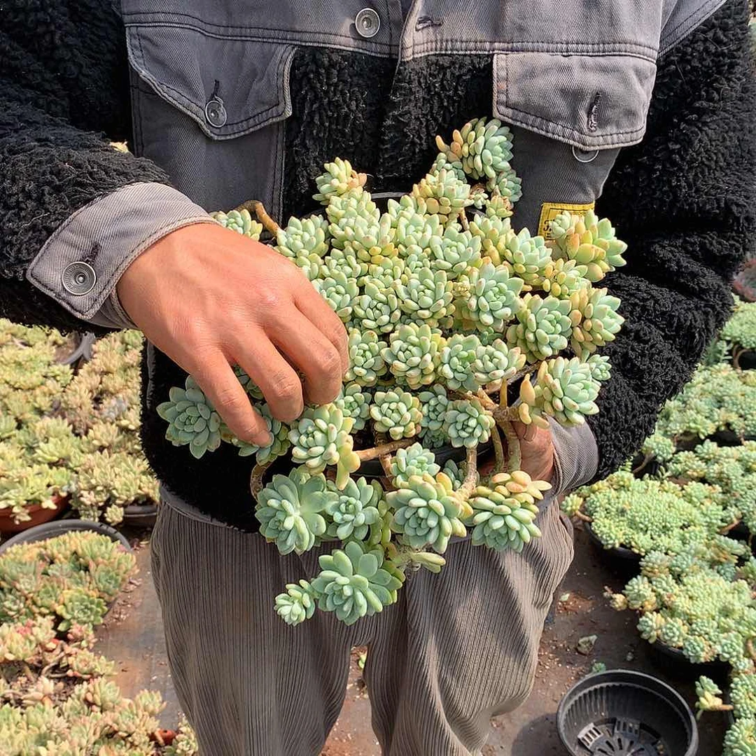 胖哥多肉推荐凝脂莲19.8