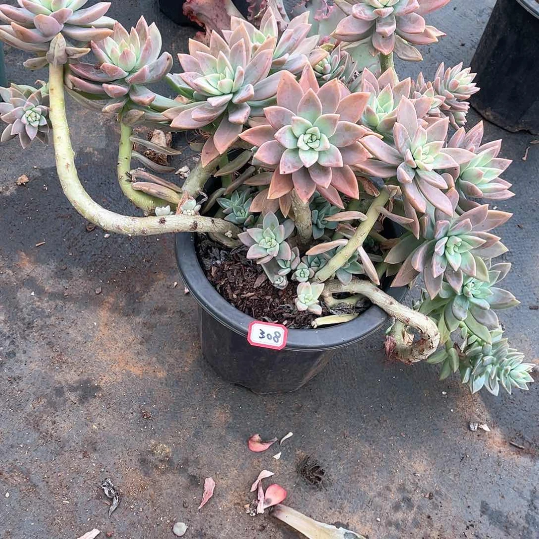 308橙色恋人 一物一拍多肉