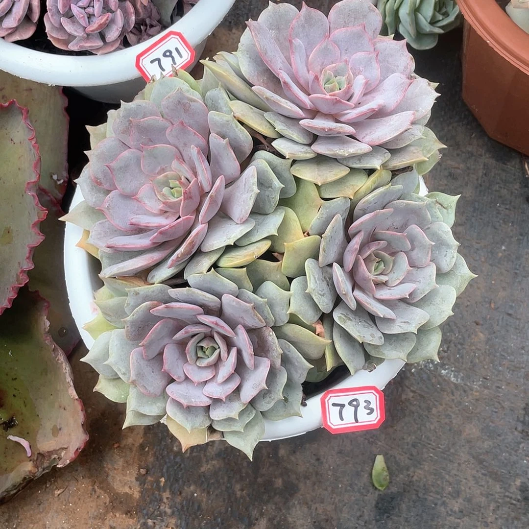 793紫姬 一物一拍多肉