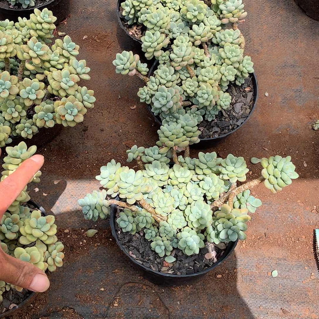 劳尔9.9（拍二发三）