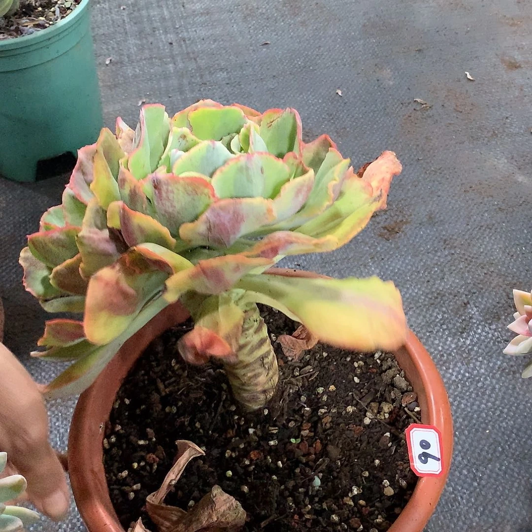 一物一拍多肉： 90多肉锦