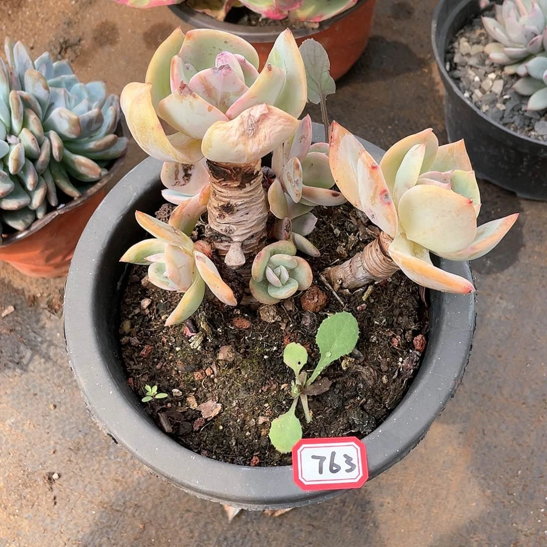 763白凤 一物一拍多肉