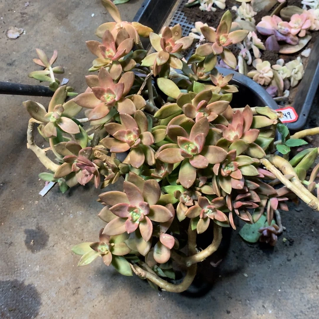 一物一拍多肉 1149布丁