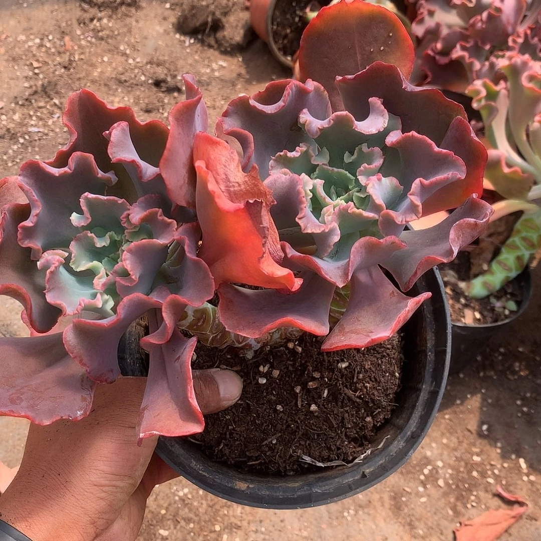 胖哥多肉推荐红珊瑚9.9