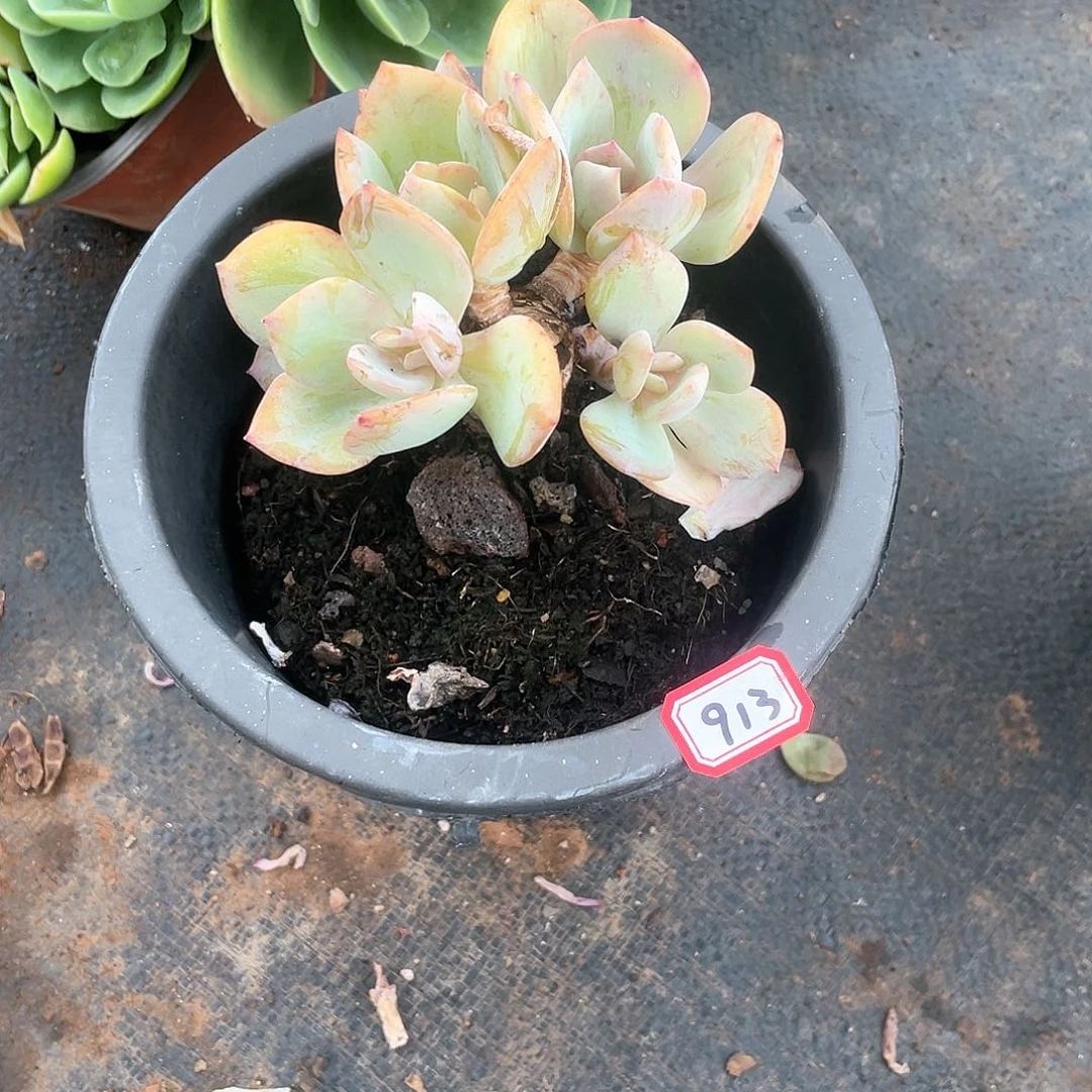 913白凤 一物一拍多肉