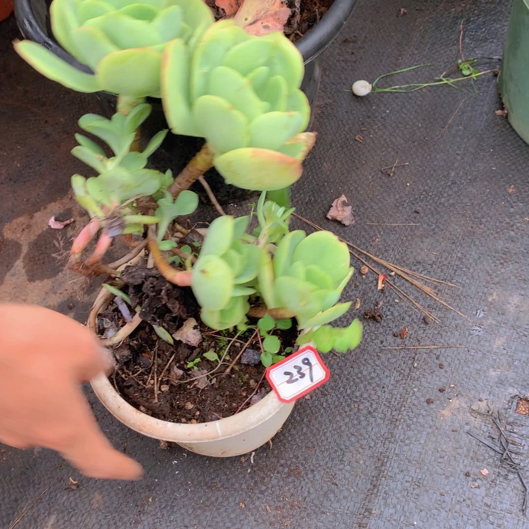 239碧桃一物一拍多肉