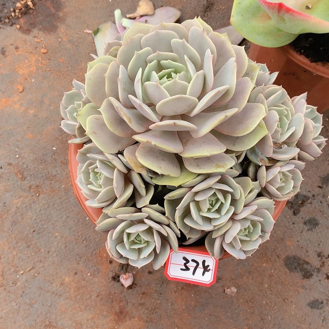 374粉蝶一物一拍多肉