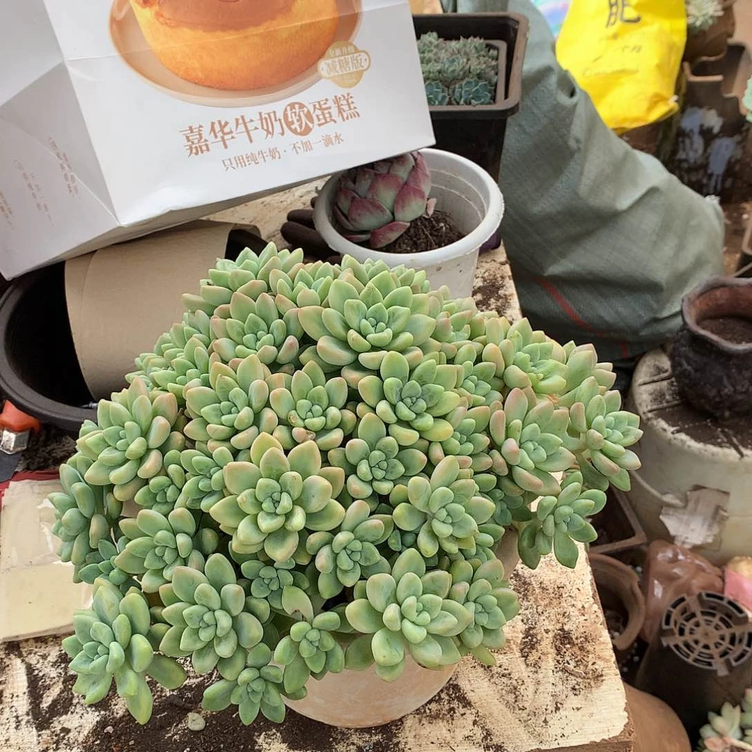 蛋糕12.8 胖哥多肉推荐