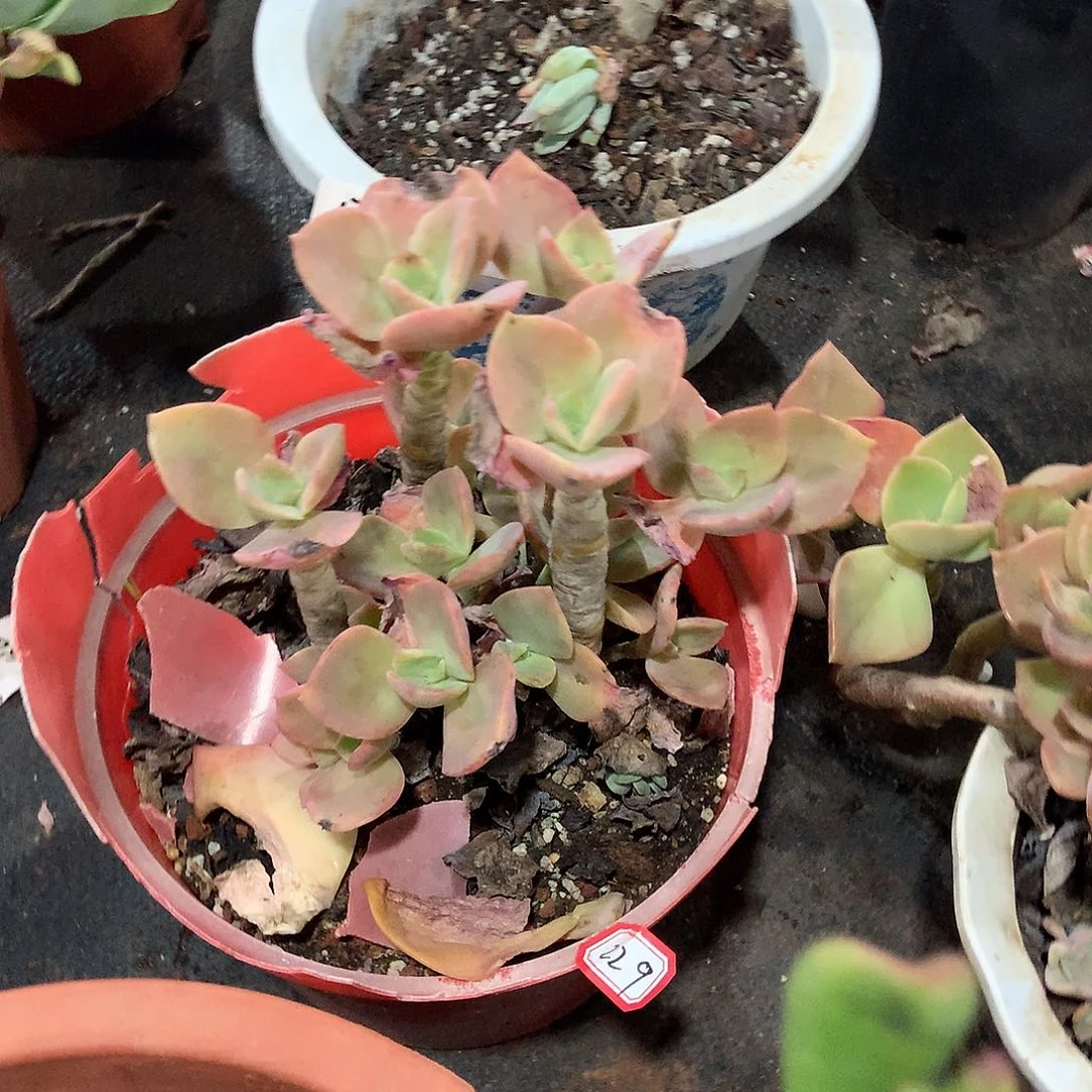 229贺氏 一物一拍多肉