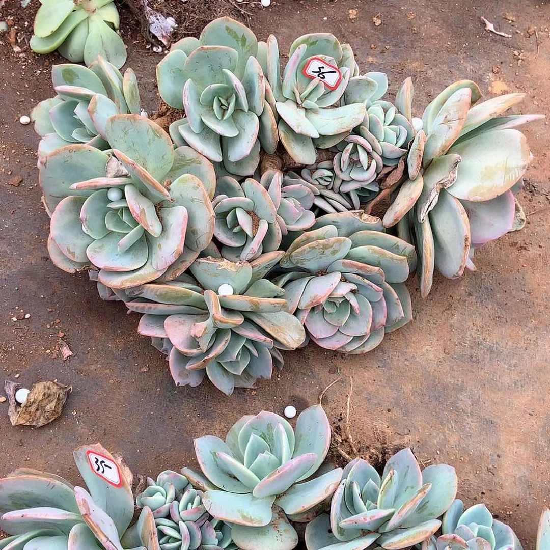 胖哥多肉一物一拍36凤