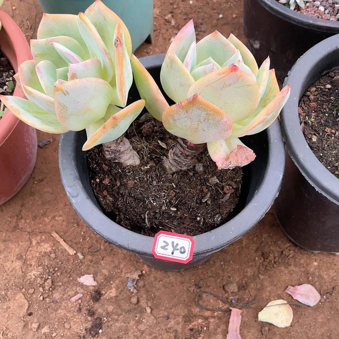 240白凤一物一拍多肉