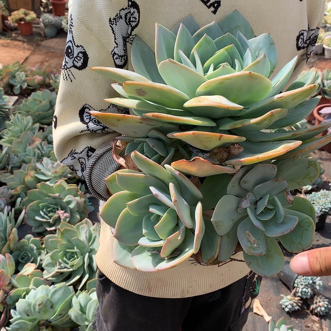 胖哥多肉推荐 3头起血凤19.8