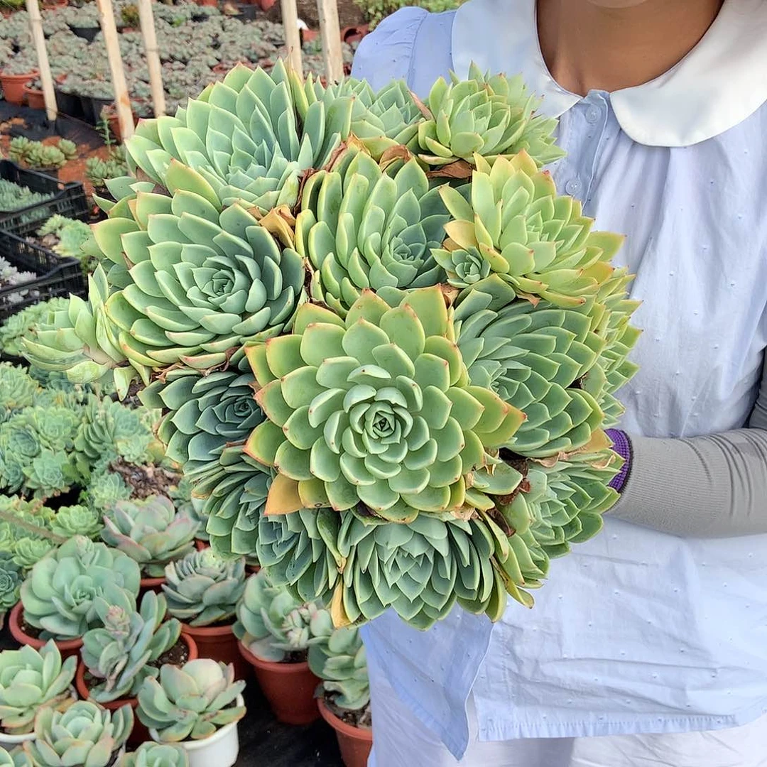 三色堇22.8 胖哥多肉推荐