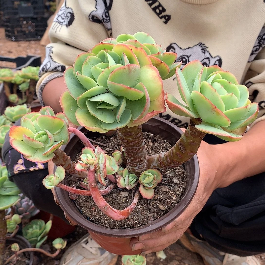 胖哥多肉推荐鸡蛋碧桃9.9