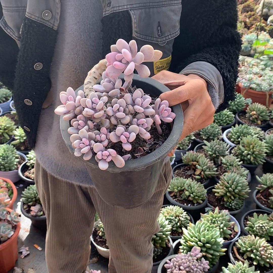 胖哥多肉推荐桃蛋19.8