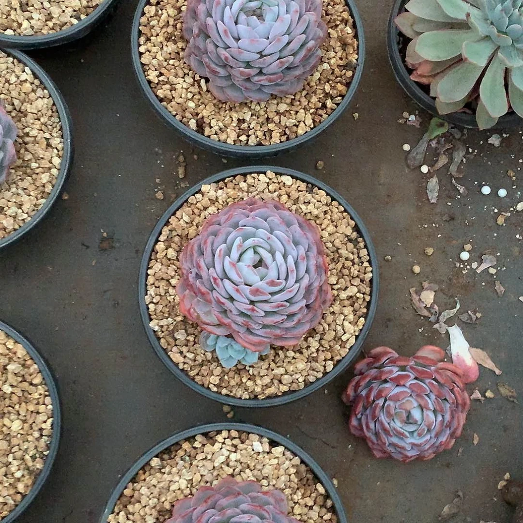 橙梦露22.8米大单头