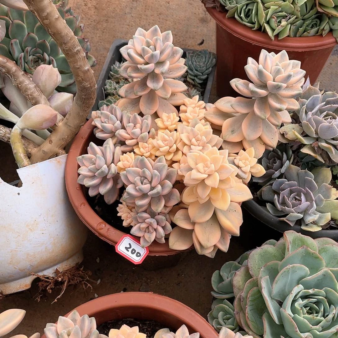 200美杏锦 一物一拍多肉