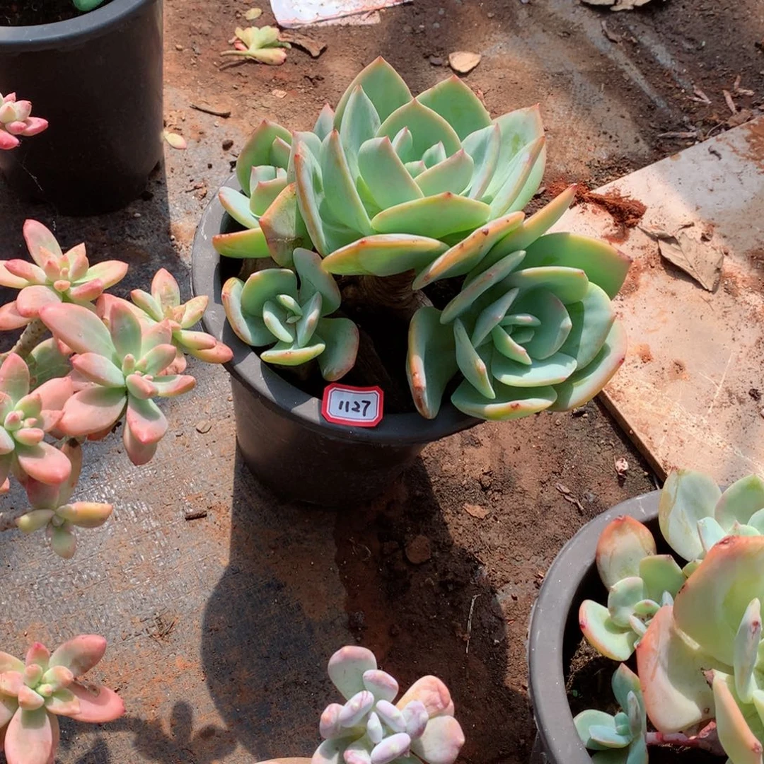 1127白凤 一物一拍多肉