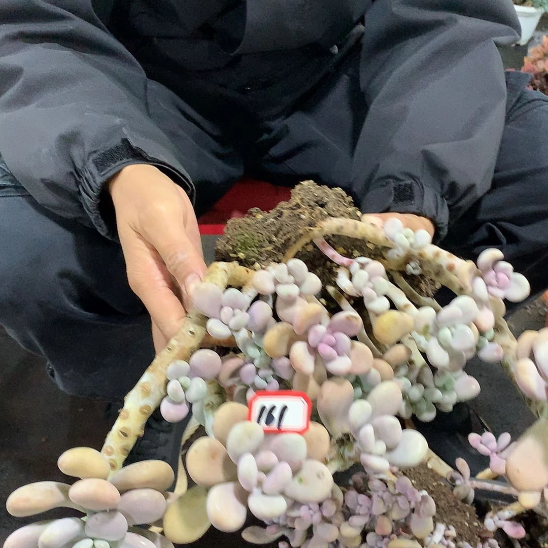 一物一拍多肉 161桃蛋