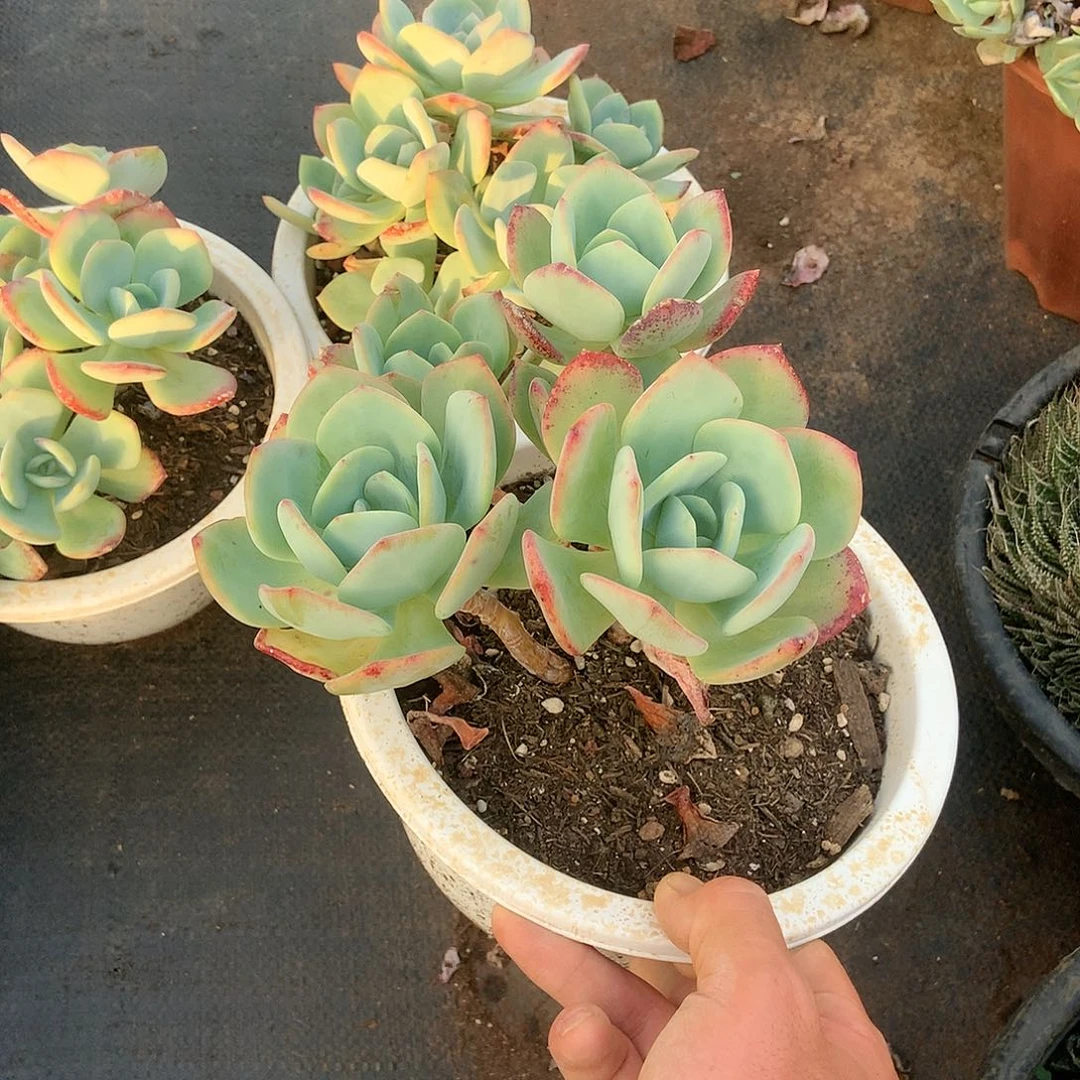 白月光12.8 胖哥多肉推荐