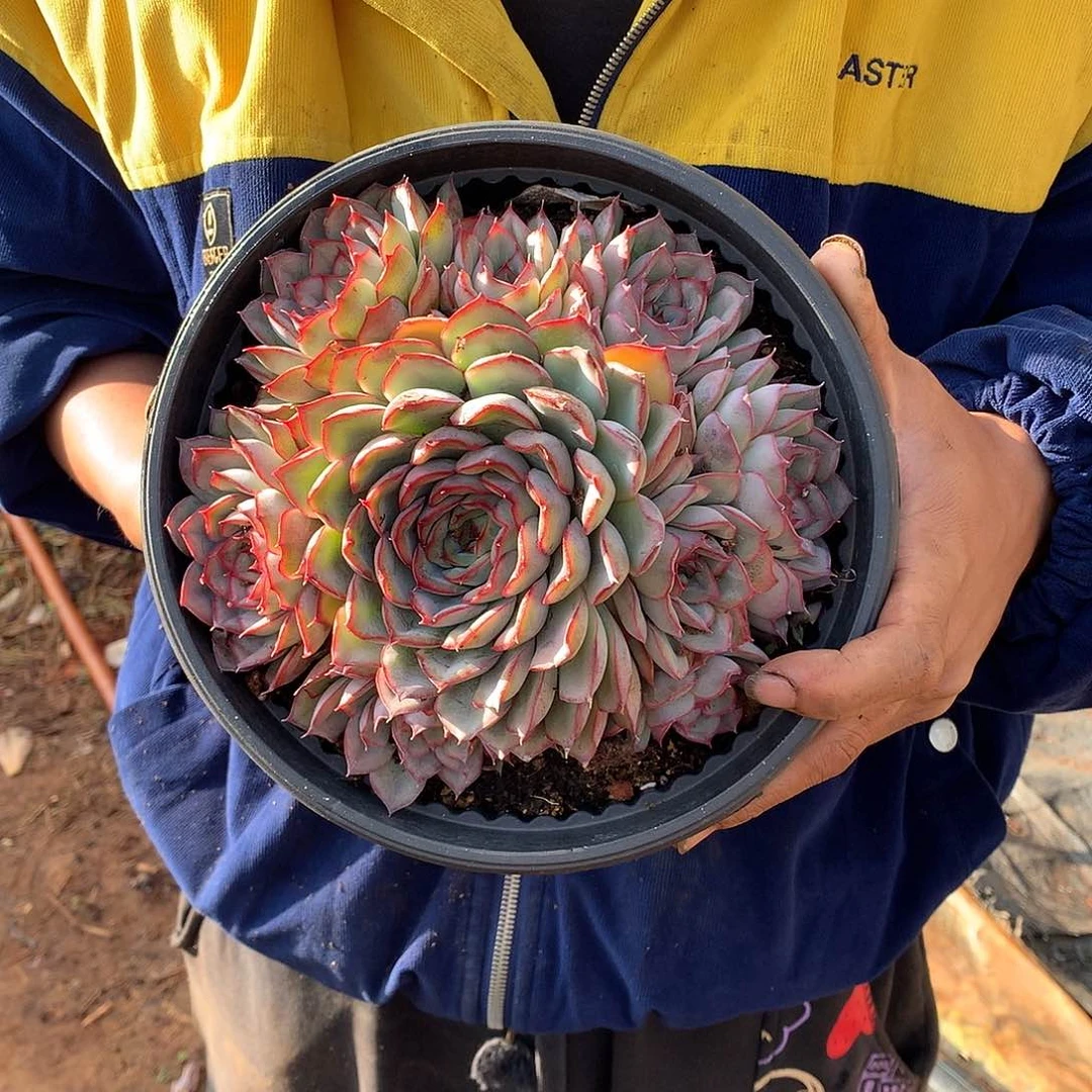 胖哥多肉推荐猎户座19.8