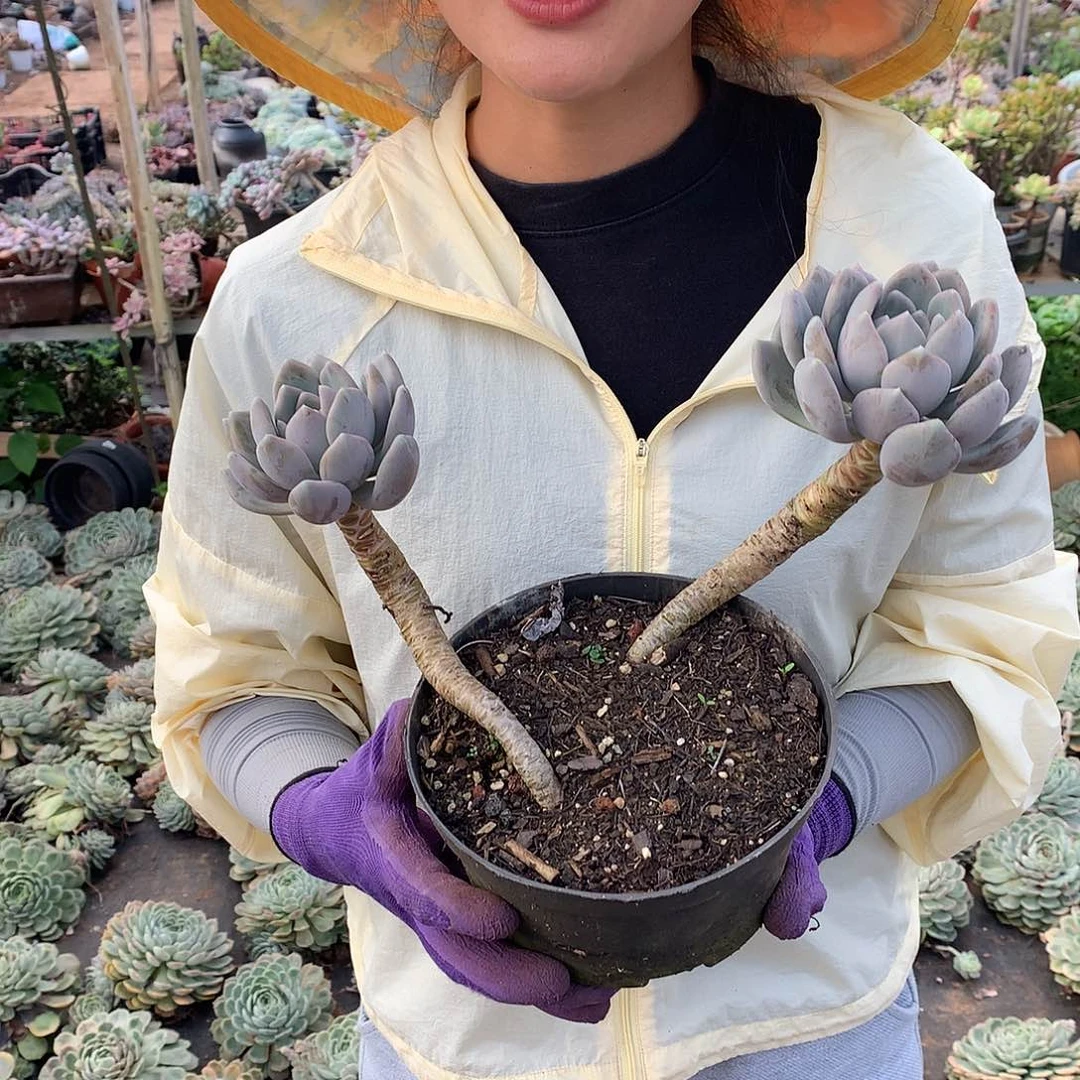 胖美人9.9 胖哥多肉推荐