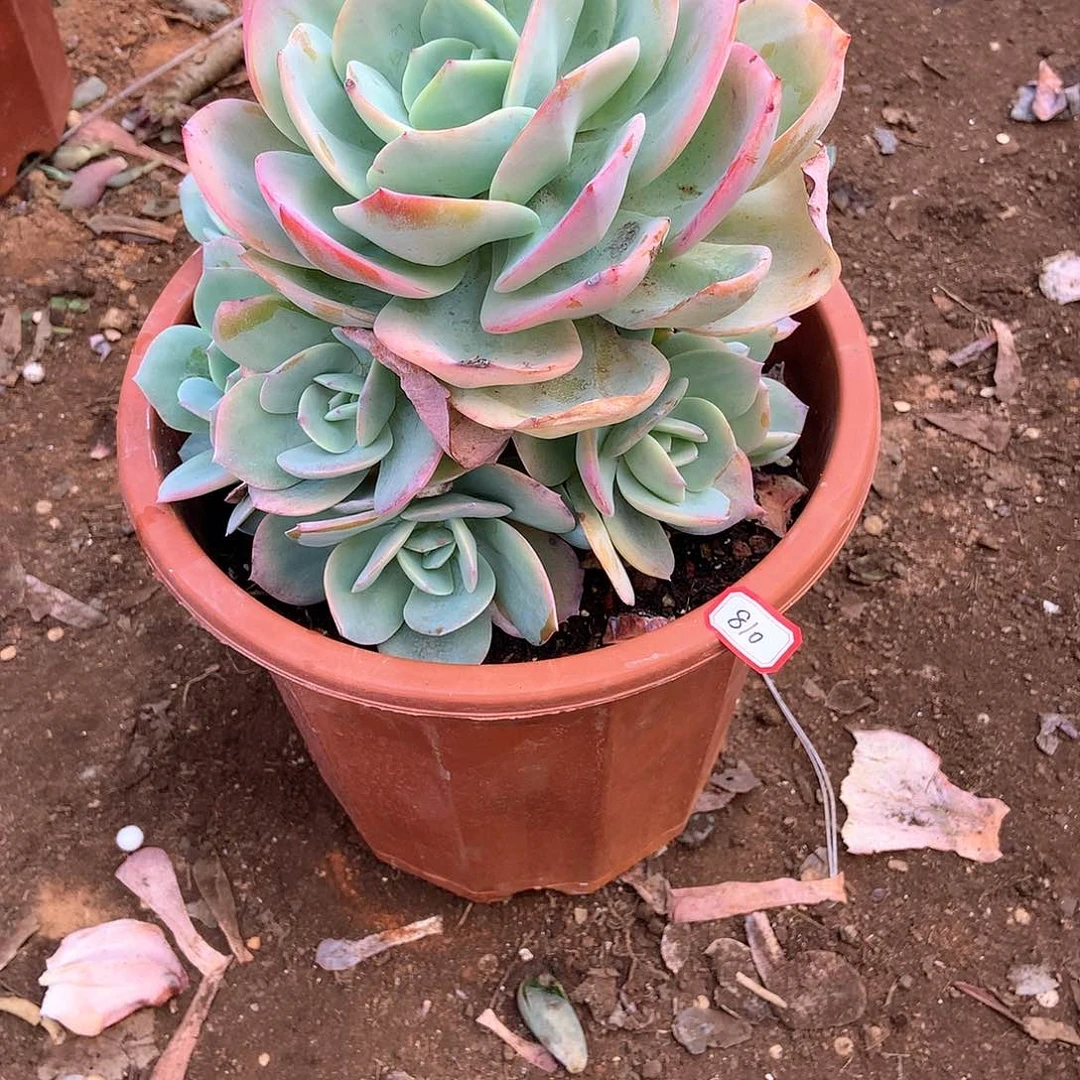 小***?胖哥多肉一物一拍810凤